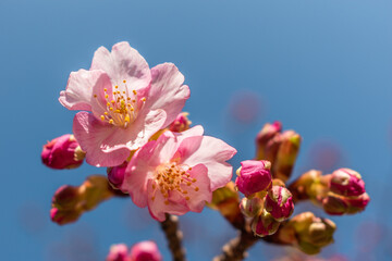 Fototapeta na wymiar 青空に咲く河津桜の花　春イメージ
