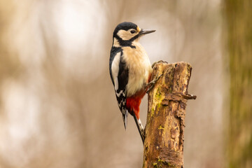 Great spotted woodpecker, Dendrocopos major