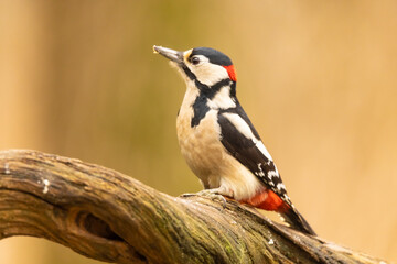 Great spotted woodpecker, Dendrocopos major
