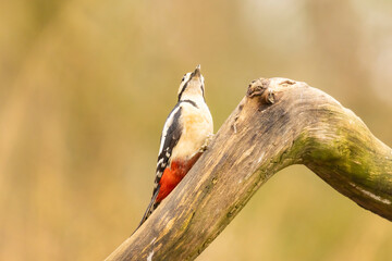Great spotted woodpecker, Dendrocopos major
