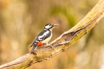 Great spotted woodpecker, Dendrocopos major