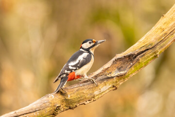 Great spotted woodpecker, Dendrocopos major