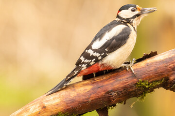 Great spotted woodpecker, Dendrocopos major