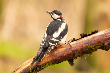 Obraz na płótnie Canvas Great spotted woodpecker, Dendrocopos major