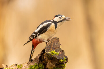 Great spotted woodpecker, Dendrocopos major