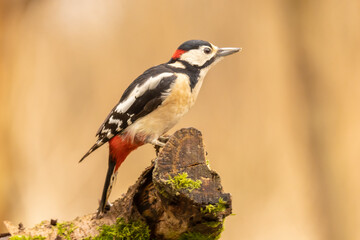 Great spotted woodpecker, Dendrocopos major - 489225360