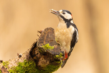 Great spotted woodpecker, Dendrocopos major