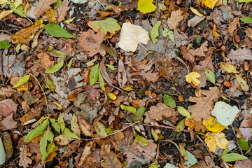Background of colorful autumn leaves on forest floor