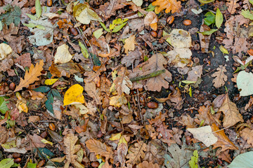 Background of colorful autumn leaves on forest floor