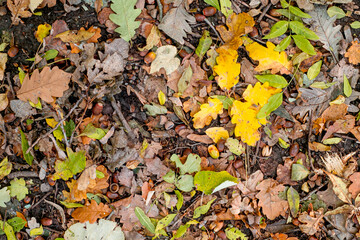 Background of colorful autumn leaves on forest floor