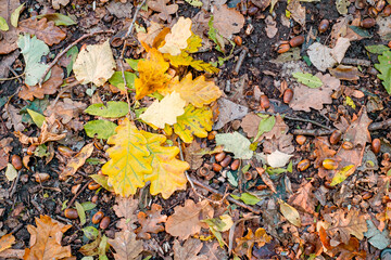 Background of colorful autumn leaves on forest floor