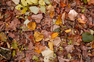 Background of colorful autumn leaves on forest floor