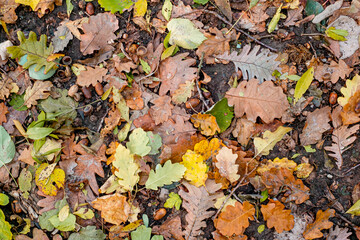 Background of colorful autumn leaves on forest floor