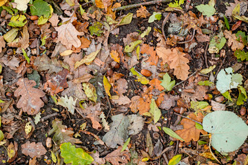 Background of colorful autumn leaves on forest floor