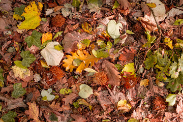 Background of colorful autumn leaves on forest floor