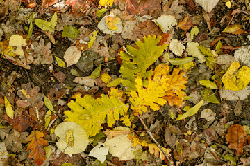 Background of colorful autumn leaves on forest floor