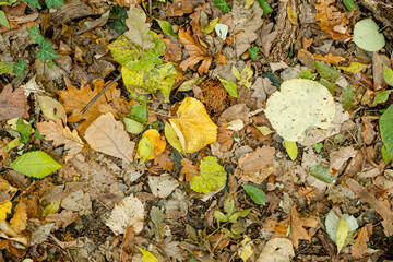 Background of colorful autumn leaves on forest floor