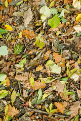 Background of colorful autumn leaves on forest floor