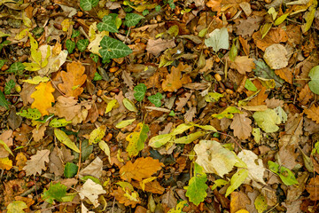 Background of colorful autumn leaves on forest floor
