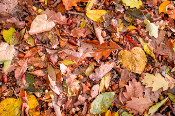 Background of colorful autumn leaves on forest floor