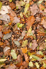 Background of colorful autumn leaves on forest floor