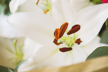 Close up of white lily flower's pestle.