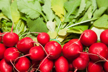 Background of red radish with green stems and leaves.