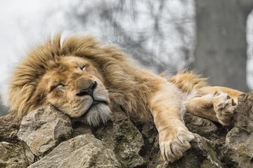 Foto op Aluminium The Sleeping Lion © Mark