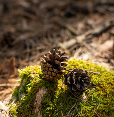Two pineapples on a stone with moss. Decaying pine cone on forest floor surrounded by fallen leaf litter