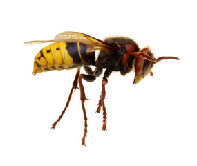 hornet isolated on white