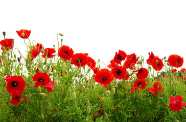 Fototapeta premium red poppies on white