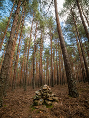 Vertical trees in a pine forest. Spring forest day landscape. background woods