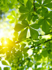 Fototapeta na wymiar Green leaves plants on sun in nature