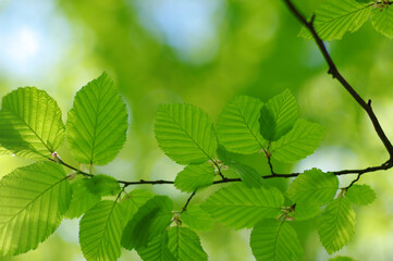 Fototapeta na wymiar Green leaves plants nature spring background at