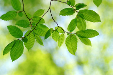 Fototapeta na wymiar Green leaves background on forest