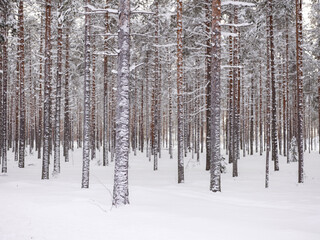 Swedish tree plantation in northern Sweden