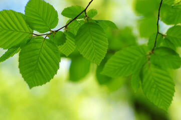 Green leaves plants nature spring background at