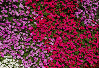 Fototapeta premium flowers background bright and colorful