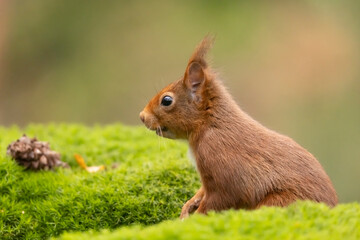 Squirrel, Red Squirrel