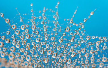 Dandelion seed on sky background