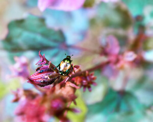 bug on a flower