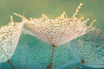 Dandelion flower nature background