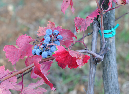 Vitis vinifera or common grape vine end of autumn with red leaves and a small bunch of blue grapes, selective focus