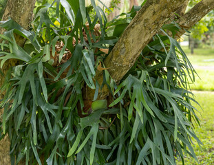 large staghorn fern growing in a tree