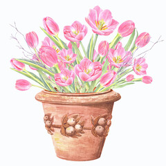 Pink tulips, pastel flowers, spring floral bloom. Cards design.  Isolated element on a white background. Hand painted in watercolor.