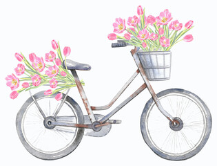Fototapeta na wymiar Pink tulips, pastel flowers, spring floral bloom, vintage bicycle. Cards design. Isolated element on a white background. Hand painted in watercolor.