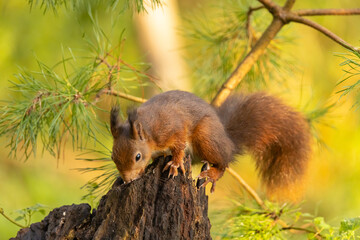 Squirrel, Red Squirrel