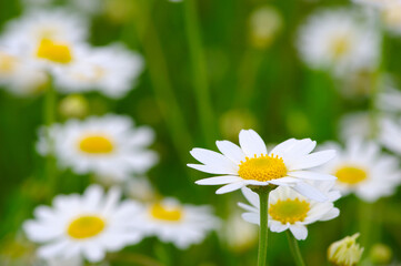 Obraz na płótnie Canvas White daisy on field