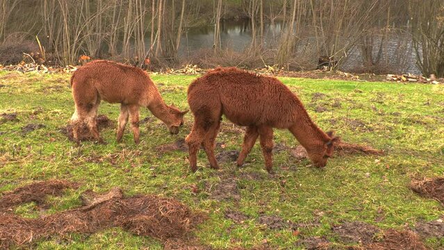 three brown alpacas standing on green meadow eating grass