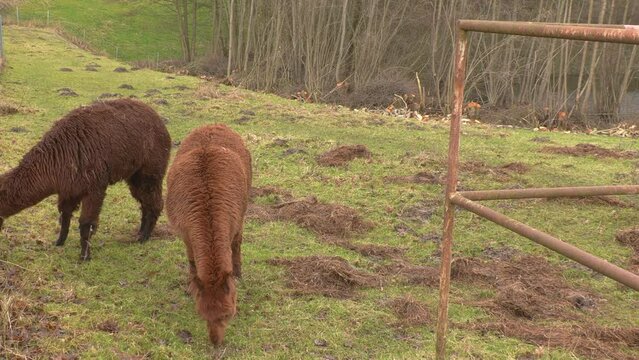 three brown alpacas standing on green meadow eating grass in slow motion